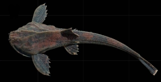 Bunocephalus sp. `RIO VAUPES`